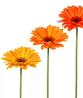 Tela impressa SWALprint® Fleurs